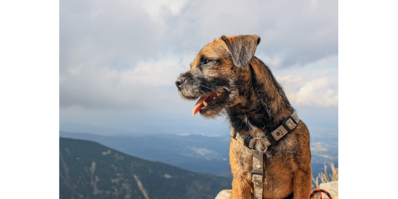 The most common dog names in Texas