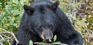 Black bear density in Yellowstone's Northern Range is highest in Northern Rockies