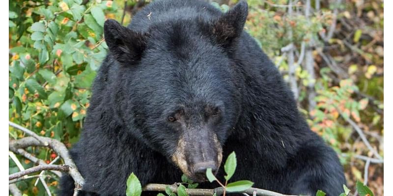 Black bear density in Yellowstone's Northern Range is highest in Northern Rockies