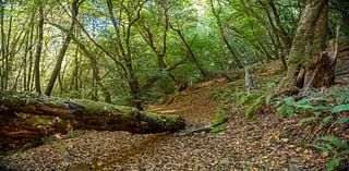 This property offers ‘wild, untouched glory,’ ancient groves, San Francisco views for $10M