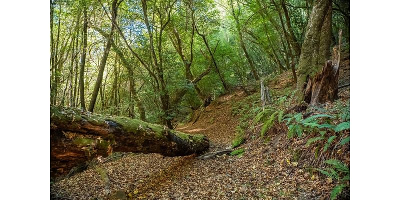 This property offers ‘wild, untouched glory,’ ancient groves, San Francisco views for $10M