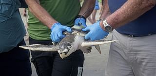 Wayward sea turtle landed in the Netherlands. A rescue returned it 5,000 miles to its home