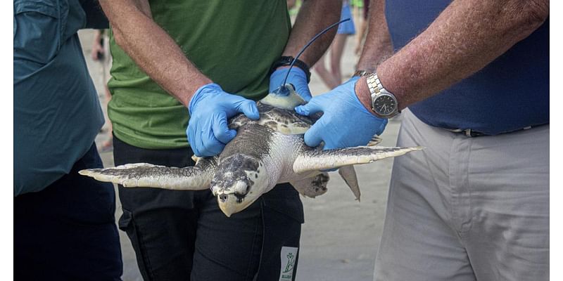 Wayward sea turtle landed in the Netherlands. A rescue returned it 5,000 miles to its home