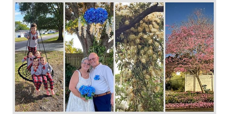 Residents share memories about beloved Tampa Bay trees toppled by storms