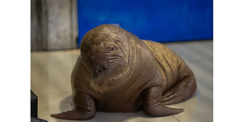 SeaWorld Orlando Welcomes Orphaned Pacific Walrus Calf Rescued in Alaska to New Home