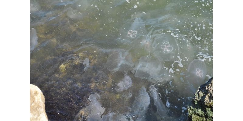 Hundreds of stinging creatures wash up on Texas beaches