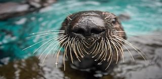 Oregon Zoo is celebrating Sea Otter Awareness Week. Here’s 3 ways you can protect them, too