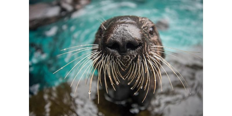 Oregon Zoo is celebrating Sea Otter Awareness Week. Here’s 3 ways you can protect them, too