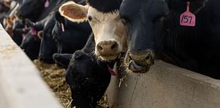 Farm and Food: Massive Nebraska feedlot ‘just the opposite of what we need’