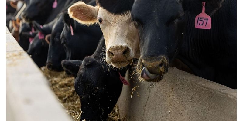 Farm and Food: Massive Nebraska feedlot ‘just the opposite of what we need’