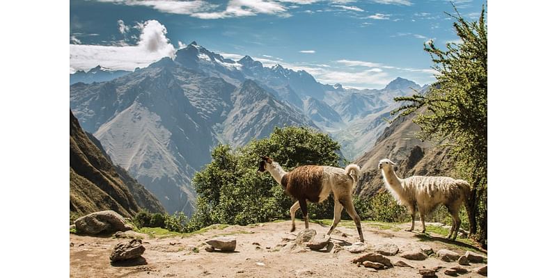 How to plan a family trip in the footsteps of Paddington Bear, from London to Peru