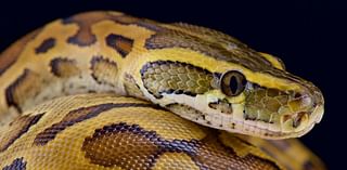 Some ‘Giant’ Snakes Do Eat Humans—Here Is The How And The Why