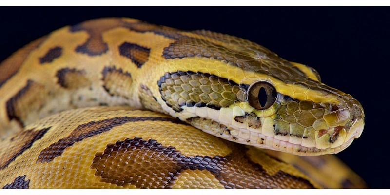 Some ‘Giant’ Snakes Do Eat Humans—Here Is The How And The Why