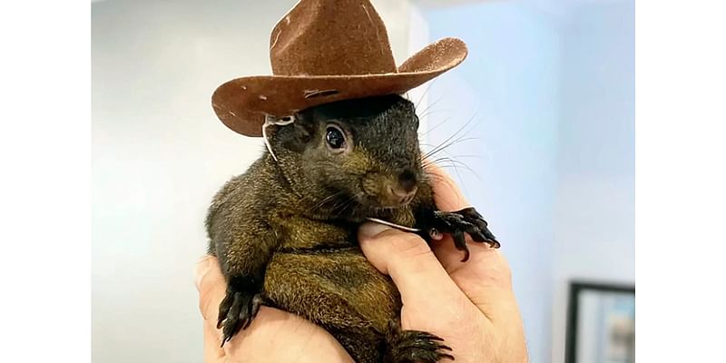 Peanut the Squirrel owner denies using pet’s death to promote OnlyFans