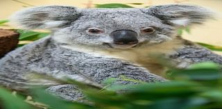 Rinny, Zoo Miami’s 9-year-old koala bear, dies. Officials are awaiting cause of death