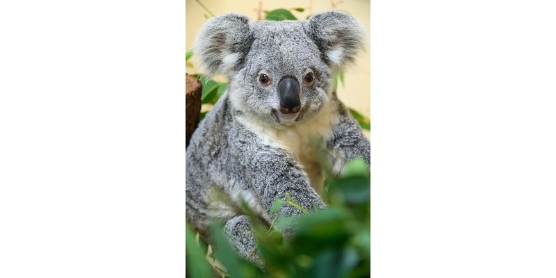 Rinny, Zoo Miami’s 9-year-old koala bear, dies. Officials are awaiting cause of death