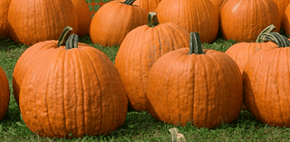 Sissons Pumpkin Patch opens for first day of fall