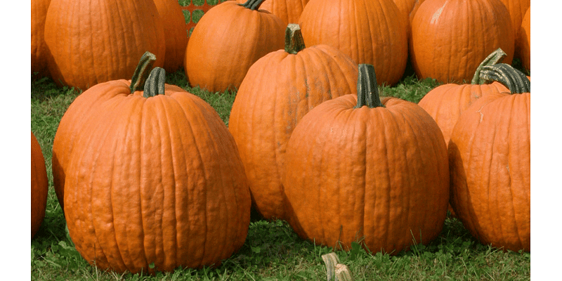 Sissons Pumpkin Patch opens for first day of fall