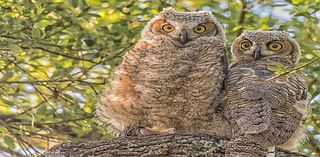 Watch highlights from live owl cam at LBJ Wildflower Center: Athena and baby owlets