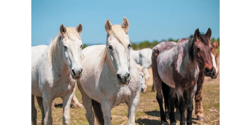 Supporting Local Nonprofits • Paso Robles Press