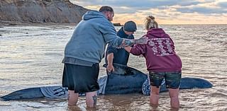 Another dead whale washes up on the coast of UK after four others were found dead off the coast of Kent