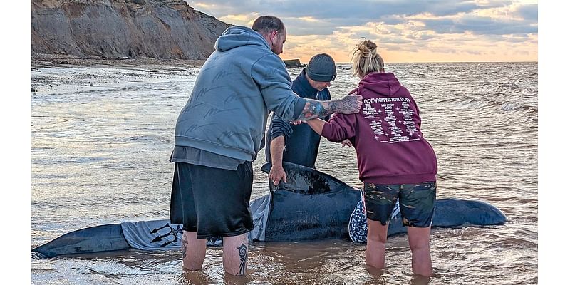 Another dead whale washes up on the coast of UK after four others were found dead off the coast of Kent