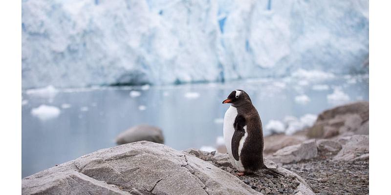 Experience The Antarctica Adventure Of A Lifetime On Seabourn Pursuit