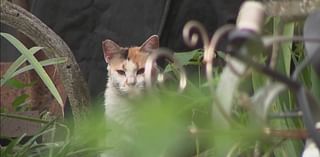 12 cats found dead on Summerville property; $5K reward offered for information