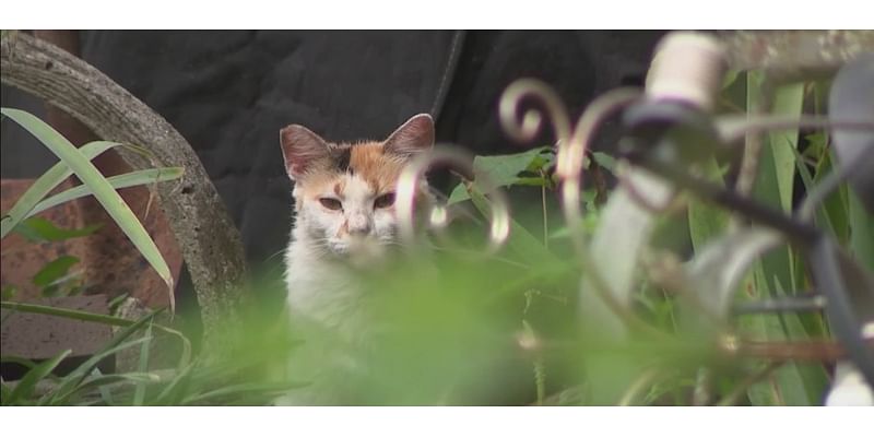 12 cats found dead on Summerville property; $5K reward offered for information