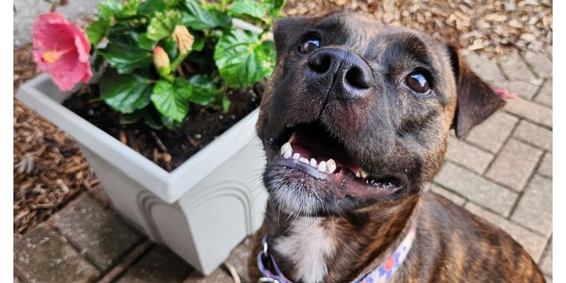 Cleveland APL Pet of the Weekend: Raven, a 2-year-old dog who loves to love