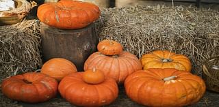 Dornan’s Pumpkin Patch will support TCSD#1