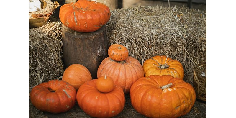 Dornan’s Pumpkin Patch will support TCSD#1