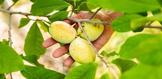 Pickin’ up pawpaws: Meet the Midwestern “tropical” fruit that thrives in Southeast Nebraska