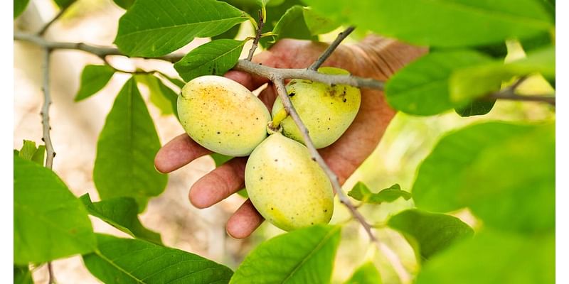 Pickin’ up pawpaws: Meet the Midwestern “tropical” fruit that thrives in Southeast Nebraska