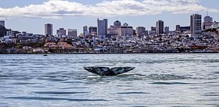 Philp: S.F. uses ocean as its toilet and wants to flush a key environmental law