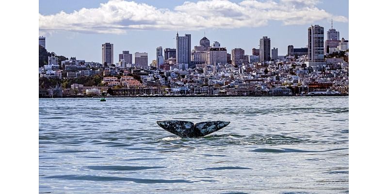 Philp: S.F. uses ocean as its toilet and wants to flush a key environmental law