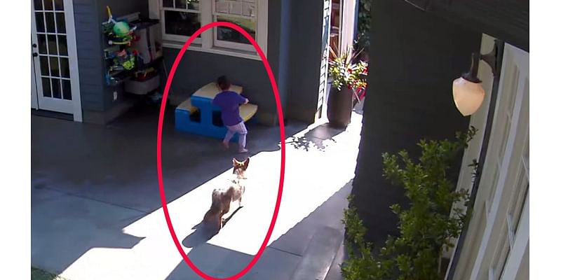 Terrifying video shows coyote chasing little girl through backyard