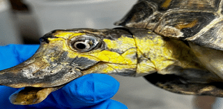 Deformed Turtle Duck | Man Kills Mom, 85: PD | Terrifying Scam | Sting