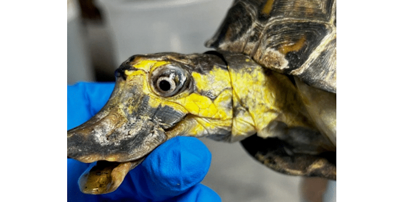 Deformed Turtle Duck | Man Kills Mom, 85: PD | Terrifying Scam | Sting