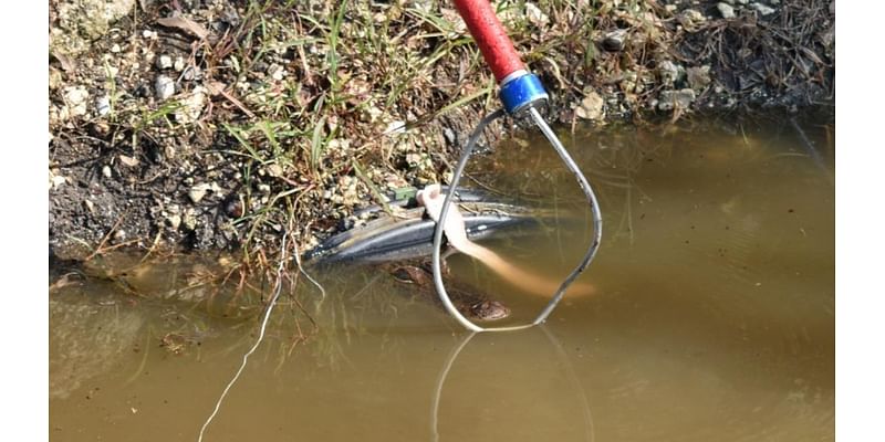 Stubborn alligator proves to be a handful for Beaumont Animal Care as they try to relocate it