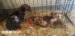 Puppies found in cages at suspected Cannock Chase chop shop