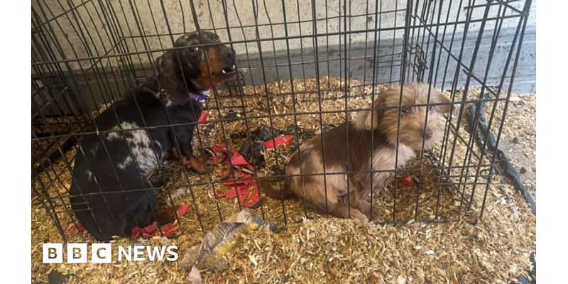 Puppies found in cages at suspected Cannock Chase chop shop