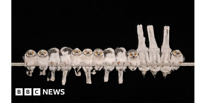 Bird on a wire and other winning photos