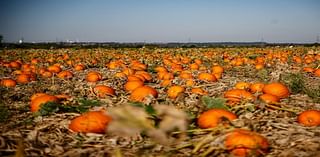 Where To Pick Pumpkins In The Haverford, Havertown Area This Fall