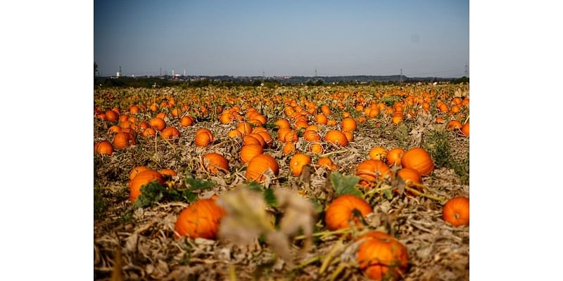 Where To Pick Pumpkins In The Haverford, Havertown Area This Fall