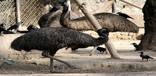 ‘Feral’ Emus Named Thelma and Louise Are on the Loose in South Carolina: 'Not Emu-sed'