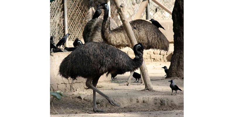 ‘Feral’ Emus Named Thelma and Louise Are on the Loose in South Carolina: 'Not Emu-sed'