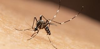 Fall is approaching, but mosquito season isn't over