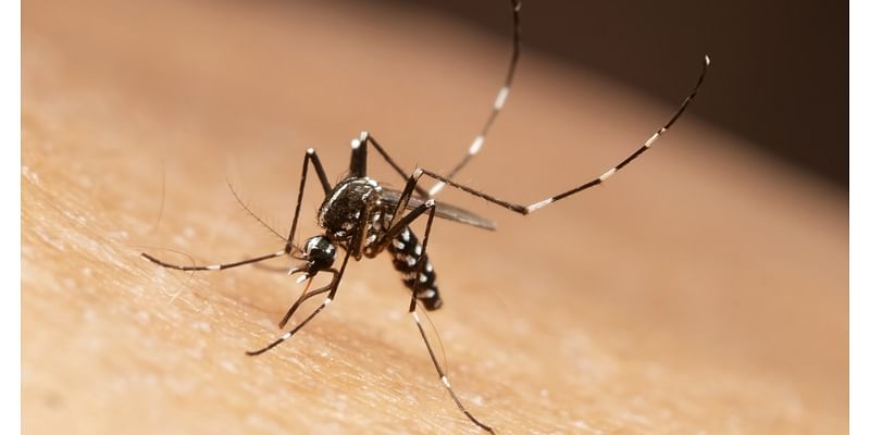 Fall is approaching, but mosquito season isn't over