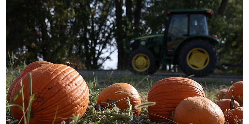 Here's a guide to pumpkin patches near Omaha offering fall-themed fun